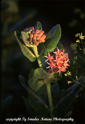 Showy Milkweed
