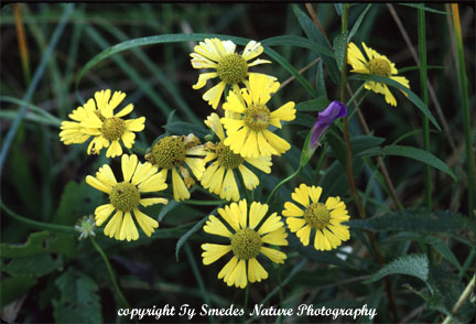 Sneezeweed
