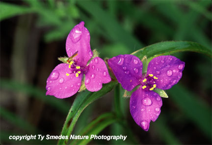 Spiderwort