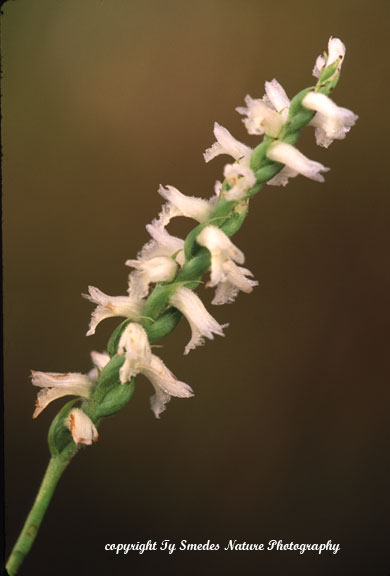 Spiranthes (Cernua) in northeast Iowa