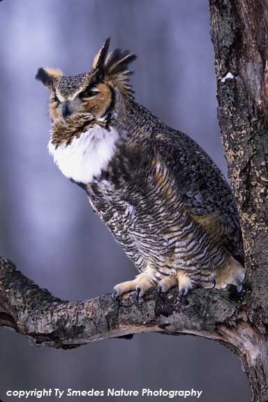 Great Horned Owl Hooting