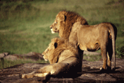 Two male African Lions