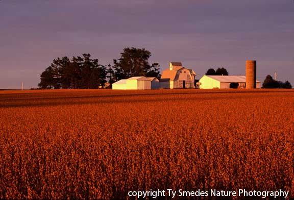 Soy Bean Field in North Central Iowa
