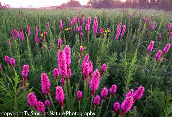 Doolittle Prairie, Story City Iowa