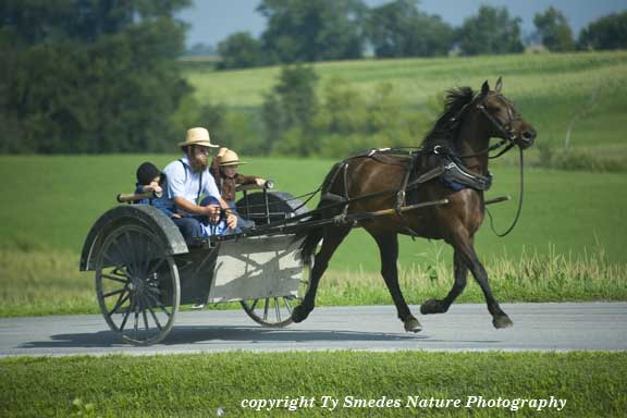 Amish man and children, Kalona, IA