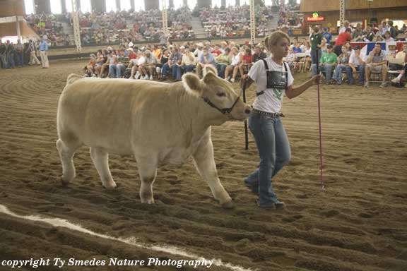 4H Steer showing at the Livestock Pavilion, at the Iowa State Fair