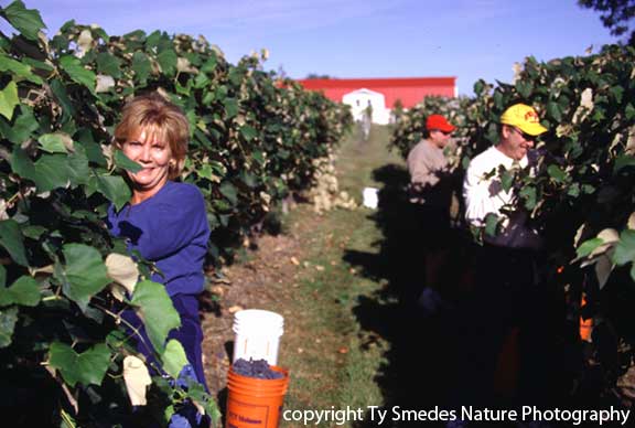 Summerset Winery, Indianola Iowa