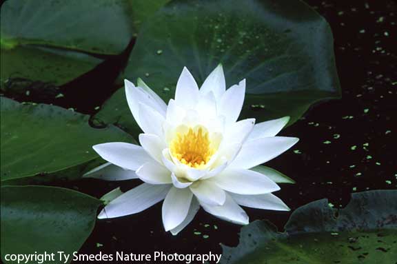Water Lily, Central Iowa