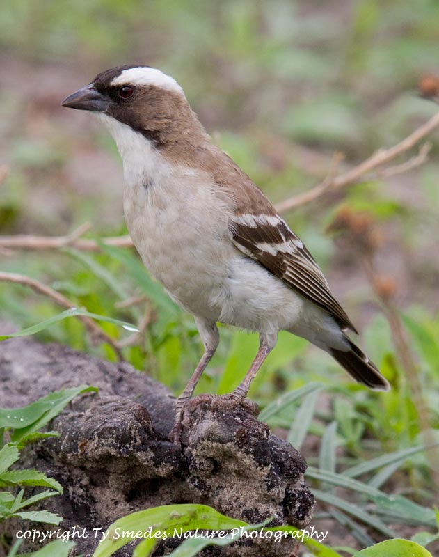 White-browed Sparrow-Weaver, Chobe National Park, Botswana