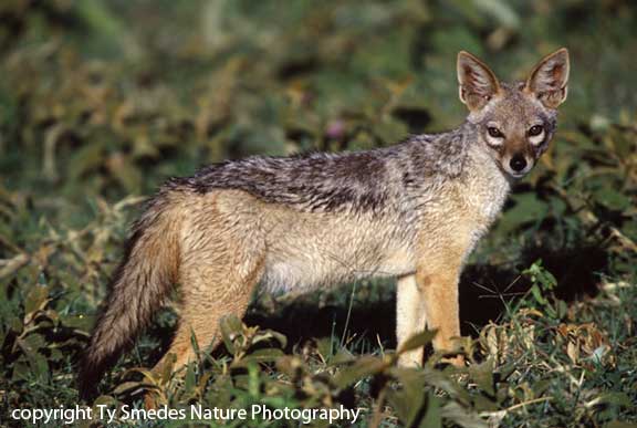Black-backed Jackal, Ngorongoro Crater, Tanzania