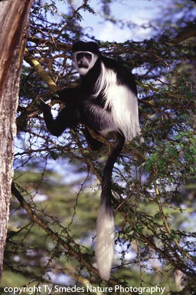 Colobus Monkey, Lake Naivasha, Kenya