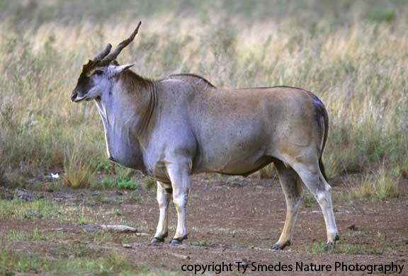 Eland, Tarangire National Park, Tanzania