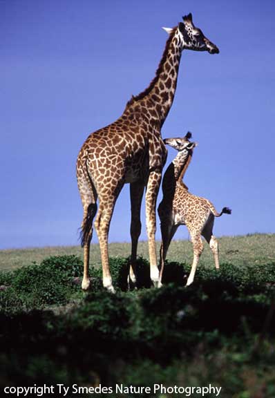 Masai Giraffe, Lake Navaisha, Kenya