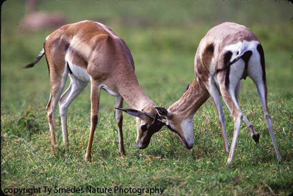 sparing Grant's Gazelles, Ngorongoro Crater, Tanzania