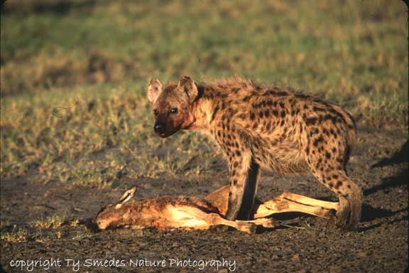 Spotted Hyena with Wildebeest Calf, Serengeti National Park, Tanzania