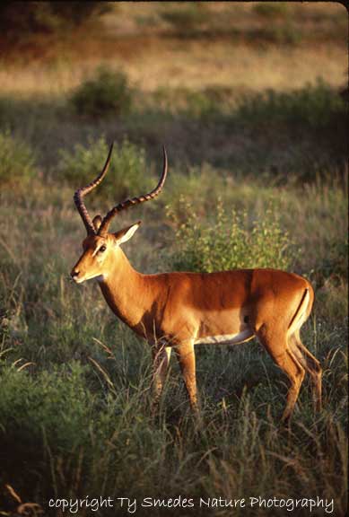 Impala Buck, Samburu National Park, Kenya