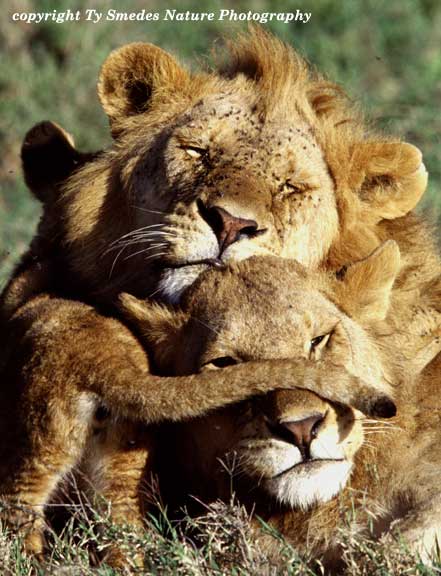 Lion Family in the Serengeti of Tanzania