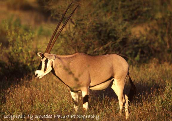 Beisa Oryx, Samburu National Park, Kenya