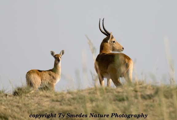 Puku Antelope along Chobe River, Chobe National Park, Botswana