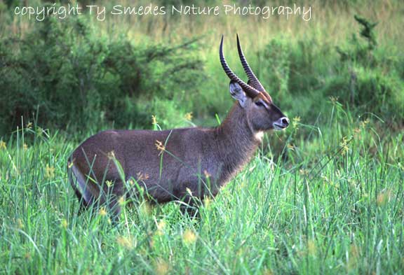 Waterbuck, Masai Mara National Park, Kenya