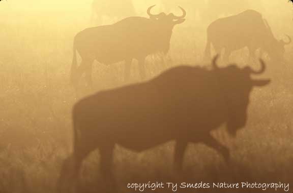 Wildebeest Herd, Backlit Against The Sun