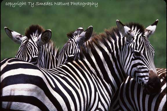 Burchell's Zebra, Ngorongoro Crater