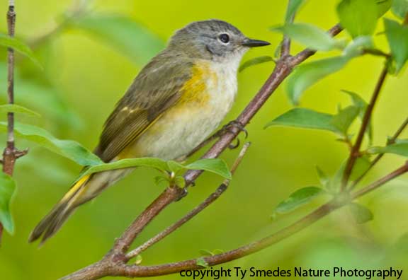 Redstart (American) - female 