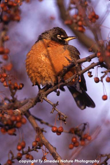American Robin in Hawthorn Tree