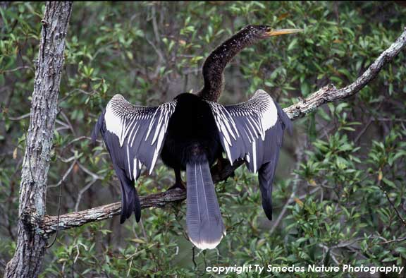 Anhinga