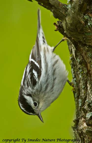 Black and White Warbler - female