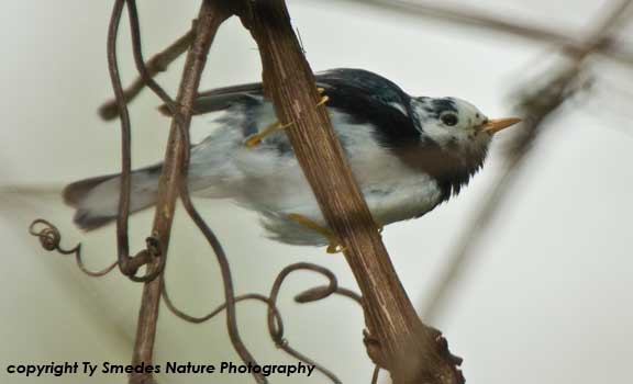 Leucistic Black-throated Blue Warbler with white head