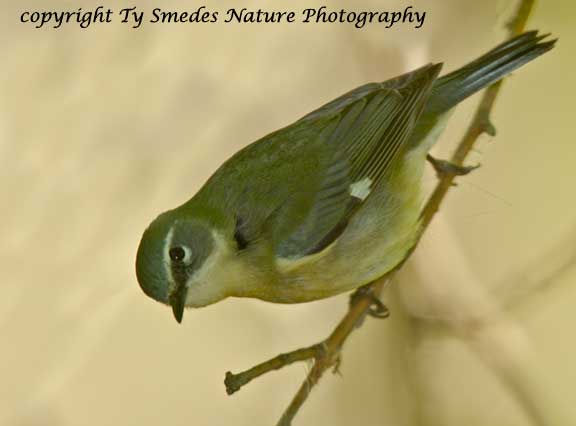Black-throated Blue Warbler -female