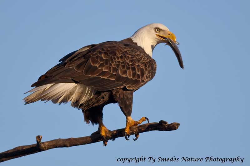 Bald Eagle with fish along the Des Moines River