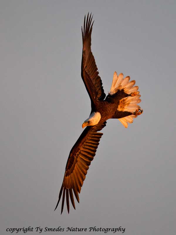 Bald Eagle diving for fish along the Des Moines River