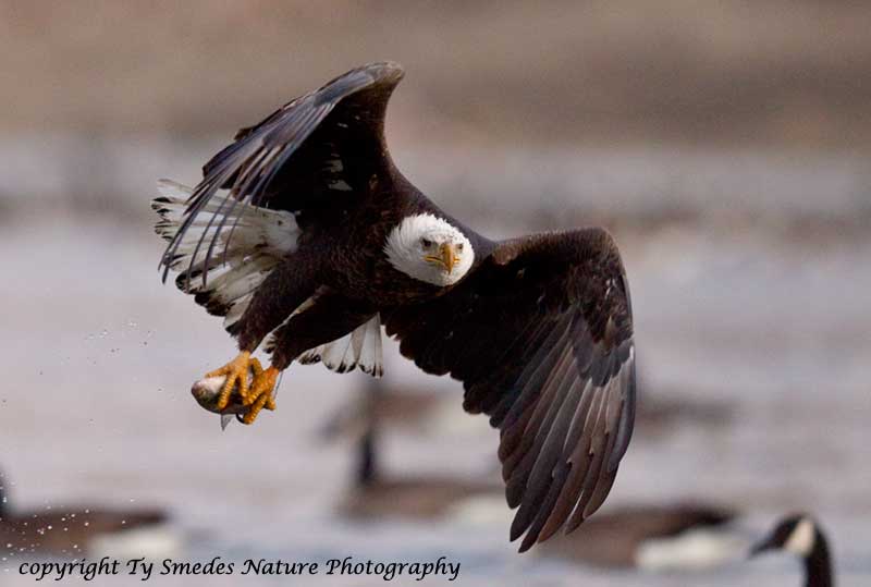 Bald Eagle with fish along the Des Moines River