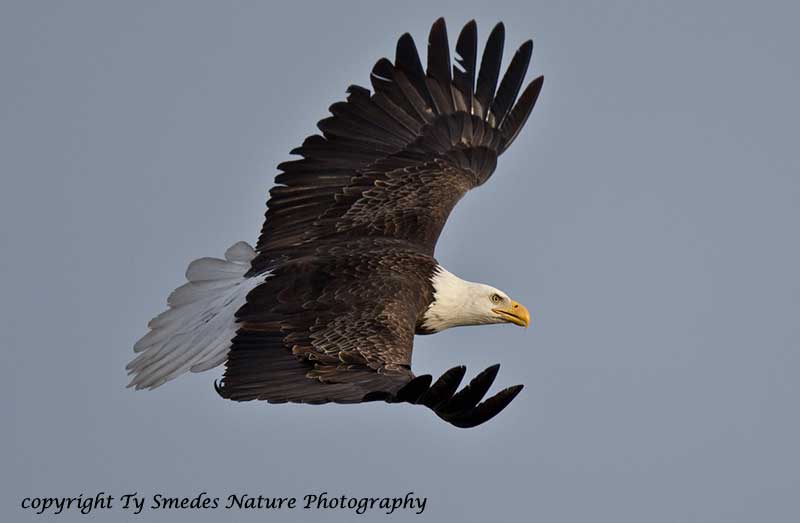 Bald Eagle along the Des Moines River