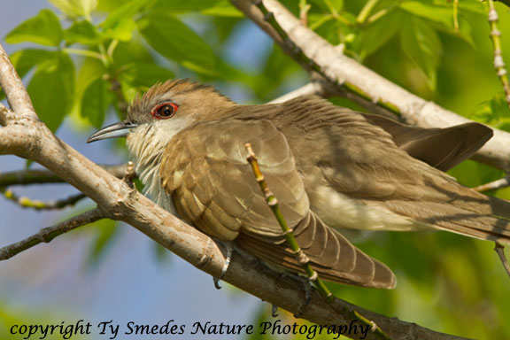 Black-billed Cuckoo