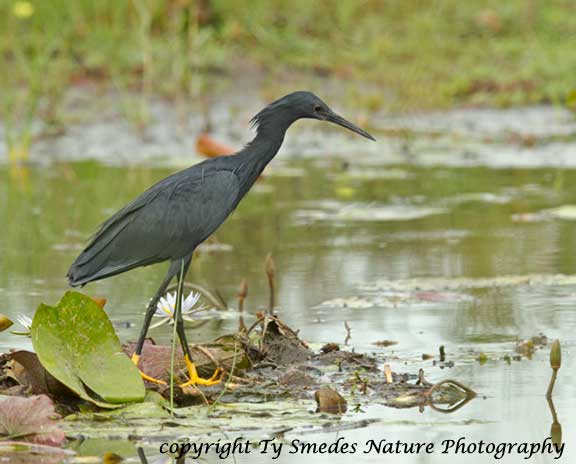 Black Heron, Botswana