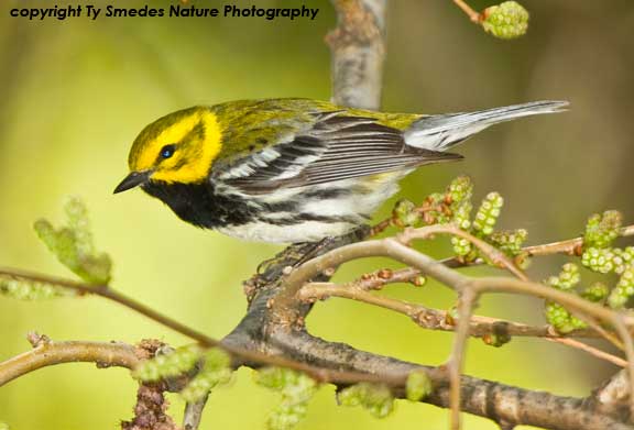 Black-throated Green Warbler