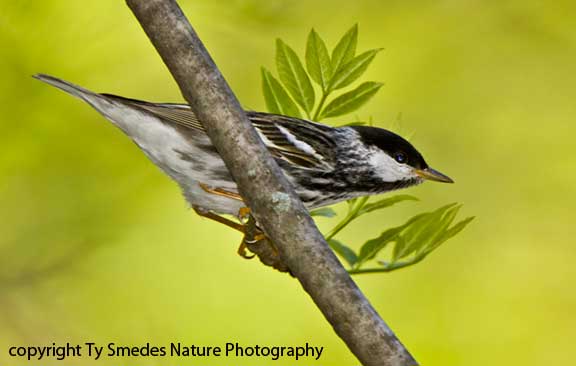 Blackpoll Warbler - male