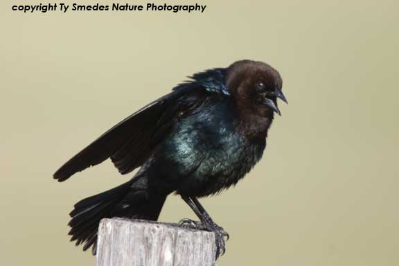 Brown-headed Cowbird singing