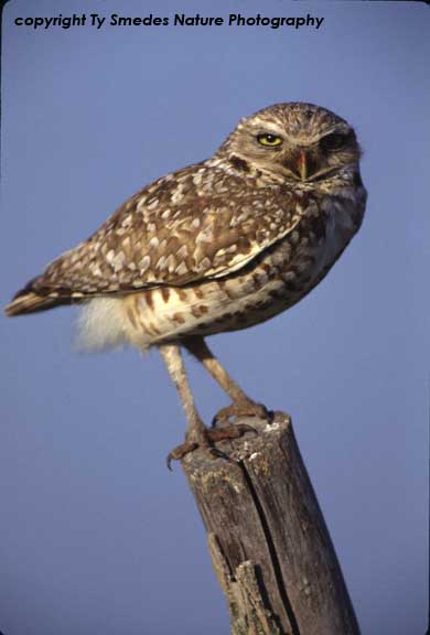 Burrowing Owl