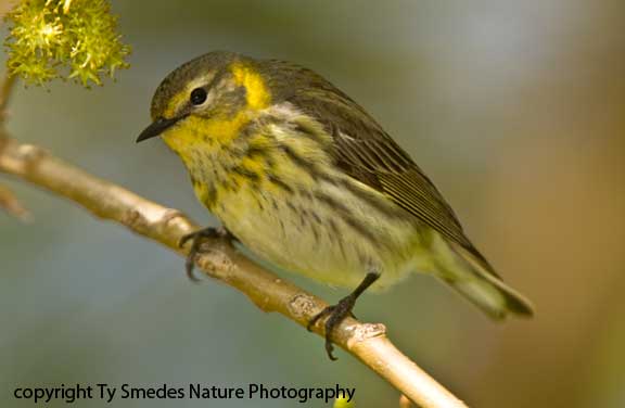 Cape May Warbler - female