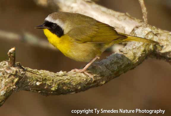 Common Yellowthroat - male