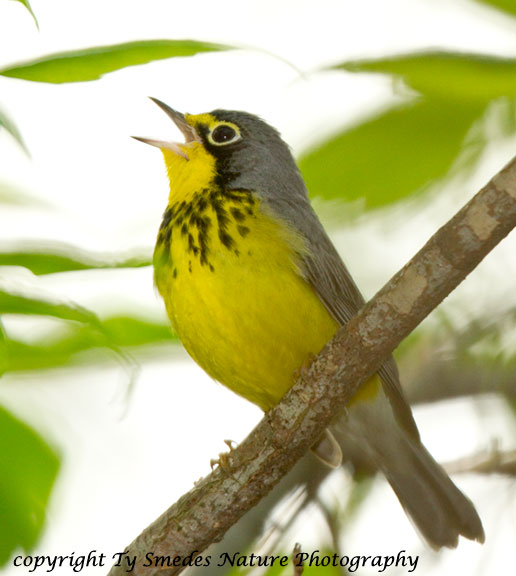 Canada Warbler - male