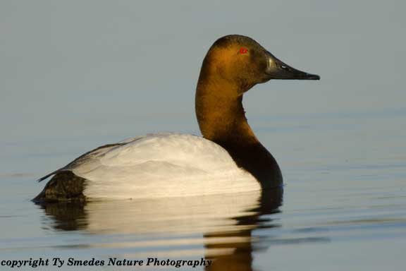 Canvasback Drake