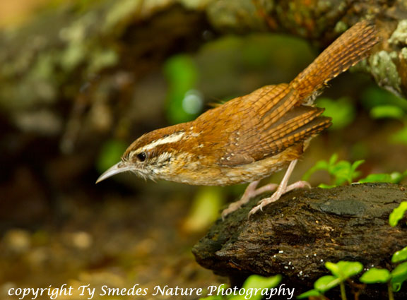 Carolina Wren