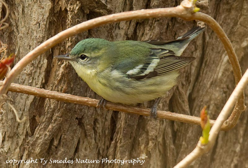 Cerulean Warbler (female)
