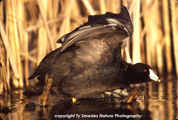 American Coot, stretching