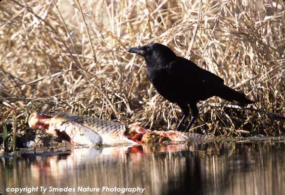 American Crow scavanging a fish